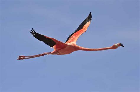 Can flamingos fly - When flying, flamingos can go high, between 10,000 and 15,000 feet, which is between 3 and 5 kilometers into the air. However, this surely depends on the wind. So, if the wind flows directly in front of the flamingos, they tend to fly lower, generally above the water surface where the wind blows lighter and the strength of the wind is minimized.